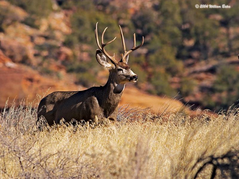 One Nice Buck.jpg