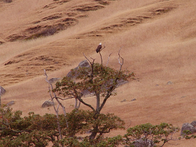 Bald Eagle