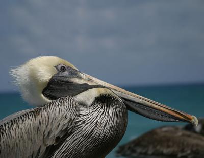 pelican_6545.jpg