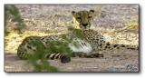 Cheetah : Cat Stare