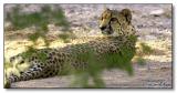 Cheetah : Cat Interest Post