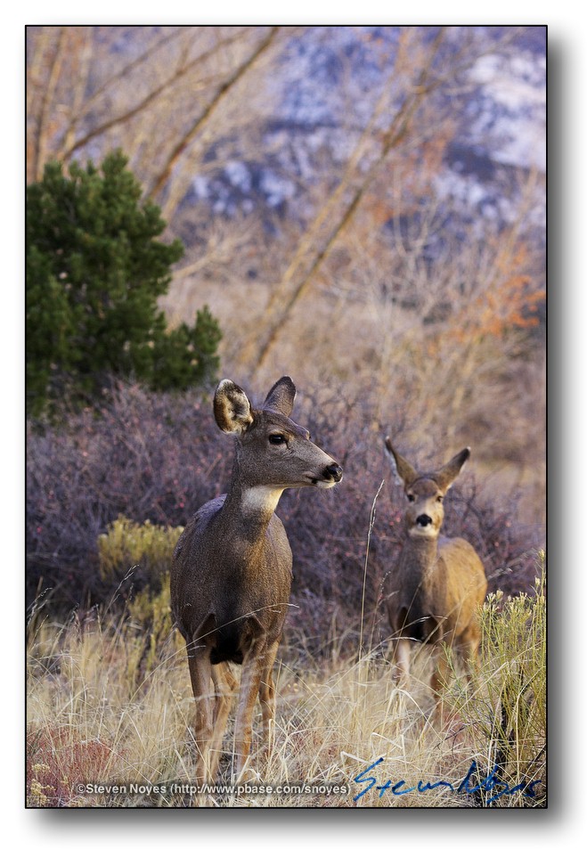 Deer at Great Sand Dunes : Week 7