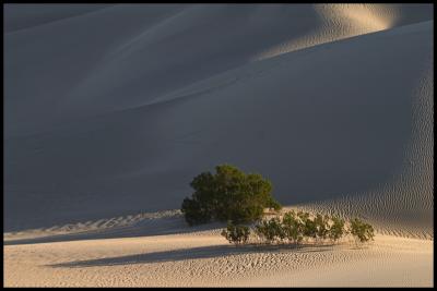 WM-DEAT-2004-0304-1479-Death Valley Sand Dunes.jpg