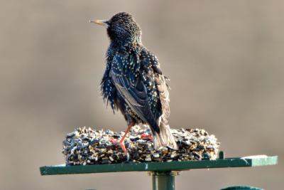 starling1.jpg