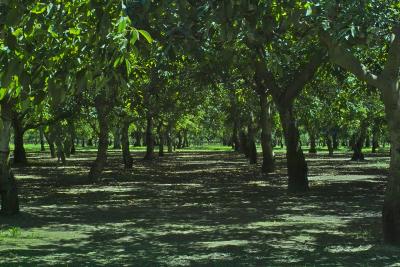 IMG09988 orchard.jpg