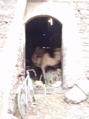 Camel turning a grain grinder