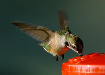Hummer-8-15-04_2-after.jpg