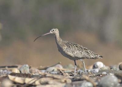 Whimbrel
