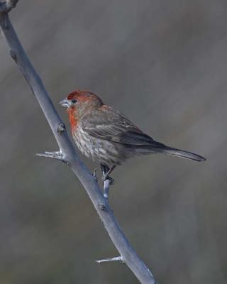 Finch