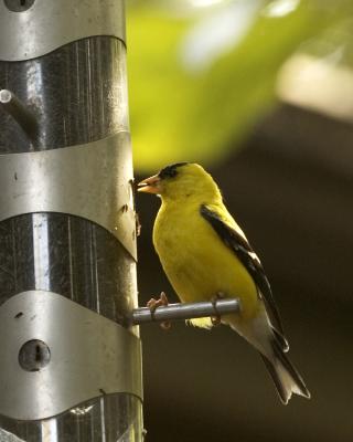 2481 Goldfinch.jpg