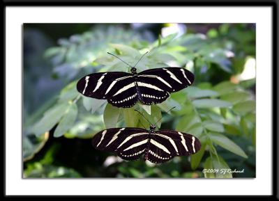 Christina Reiman Butterfly wing - Iowa State University