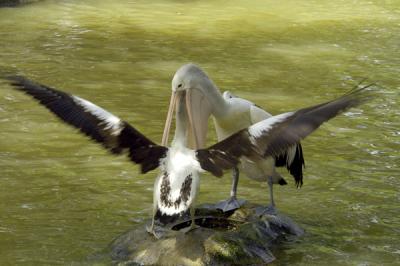 Pelican's