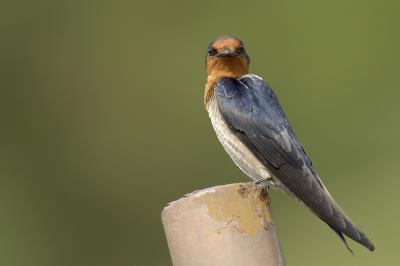 Pacific Swallow