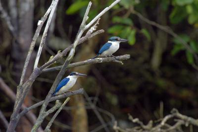 Collared Kingfisher