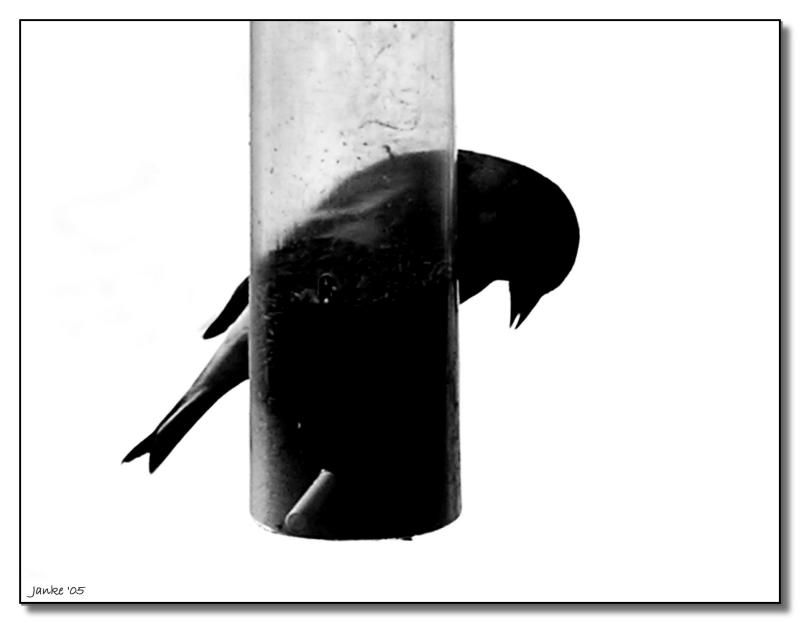 Empty Feeder