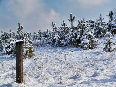 Snowy Pines