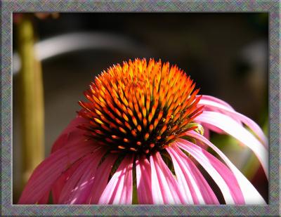 Cone Flower (Sep 5th)