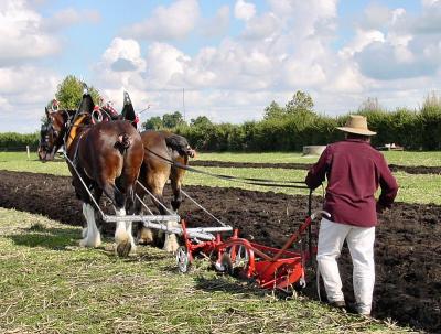 <b>Working the Plough</b><br><font size=1>by Churchmouse</font>