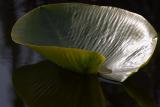 Lily Pad
