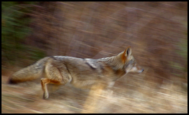 <b>9th</b><br>Coyote Run