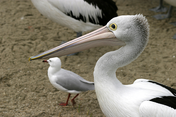 pelican - lakes entrance 10d 160104.jpg