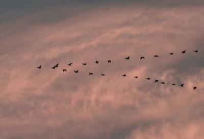 3-8 sunrise geese 4621.jpg