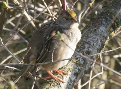 3-10 gold crowned sparrow 5009.jpg