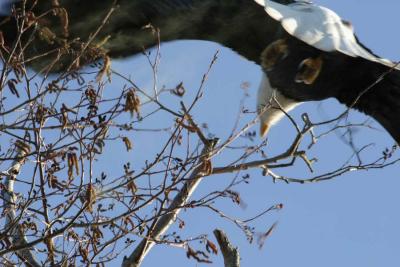 3-10 eagle take-off 5000.jpg