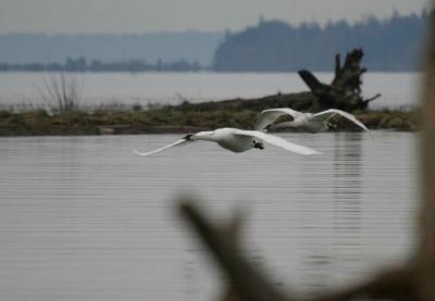3-14 swans incoming  crop  e 5159.jpg