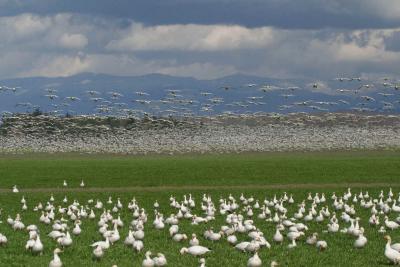 3-19 mass geese 5274.jpg