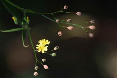 8-15 weed e 0688.jpg