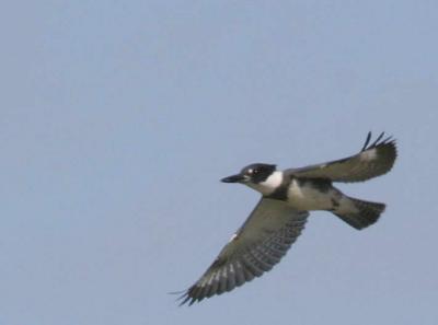 9-5 k fisher e 1183.jpg