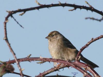2-7 gold crowned sparrow 5461.jpg