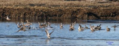 2-8 pintails 5570.jpg