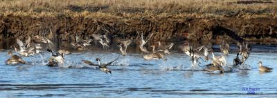 2-8 pintails 5571.jpg