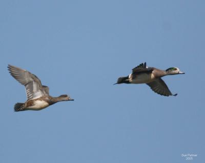 2-8 wigeon 5682.jpg
