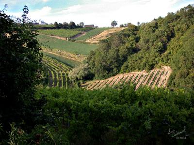 Vinyards near Vienna.