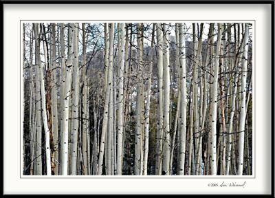 Winter Aspen