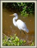 Great Egret