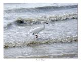 Snowy Egret