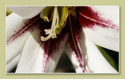 Orchid Gladiola