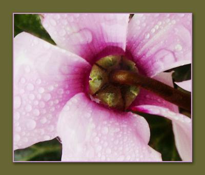 Cyclamen