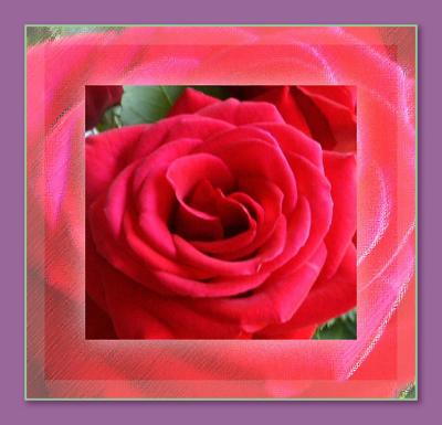 Hybrid Tea Rose