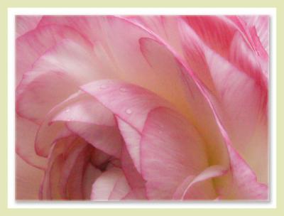 Raspberry Swirl Ranunculus