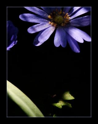 Blue Anemone