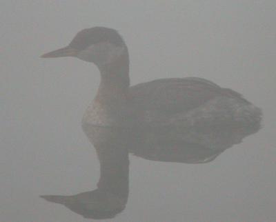 Grebe in the Mist