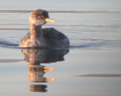 Red-necked Grebe