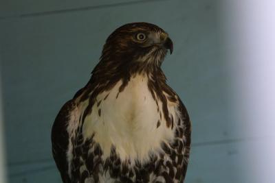 Ian's Falconry