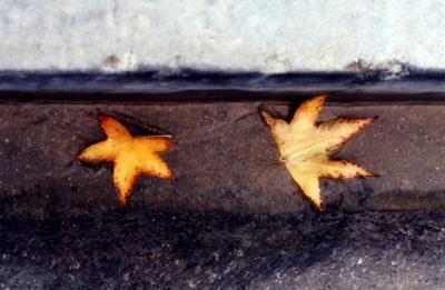 leaves in gutter