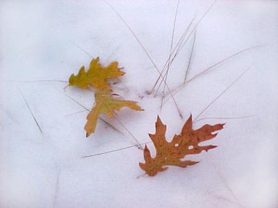 Leaves in the snow